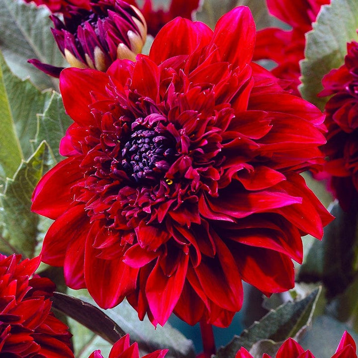 1 tuber Dahlia Soulman