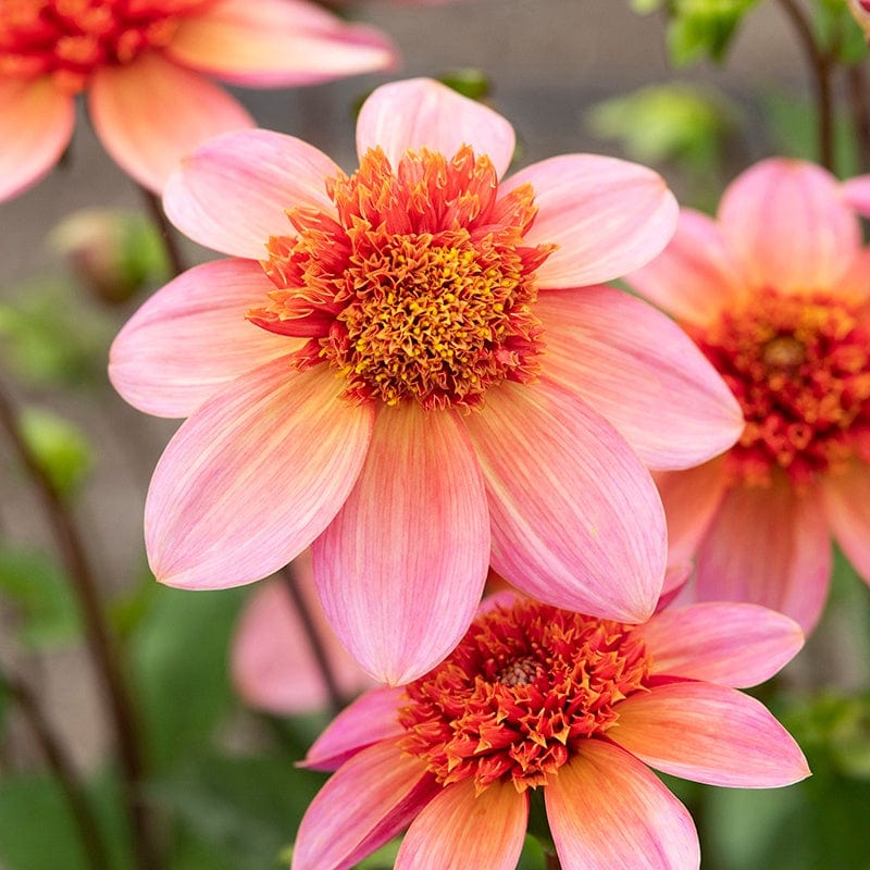 1 tuber Dahlia Totally Tangerine