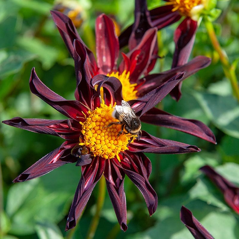 1 tuber Dahlia Veronne’s Obsidian