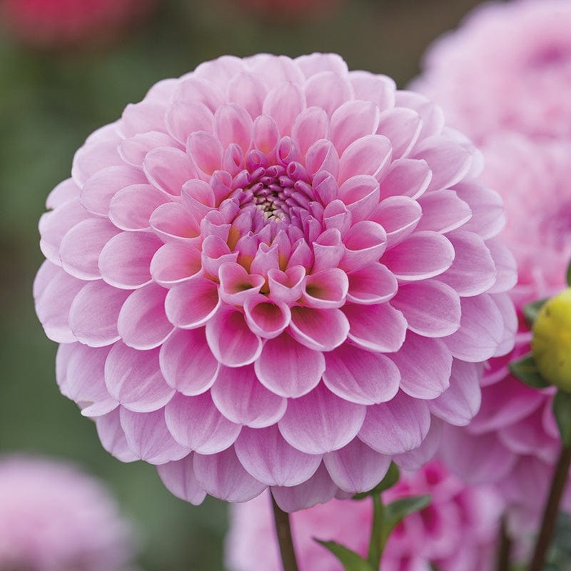 1 tuber Dahlia Wizard of Oz