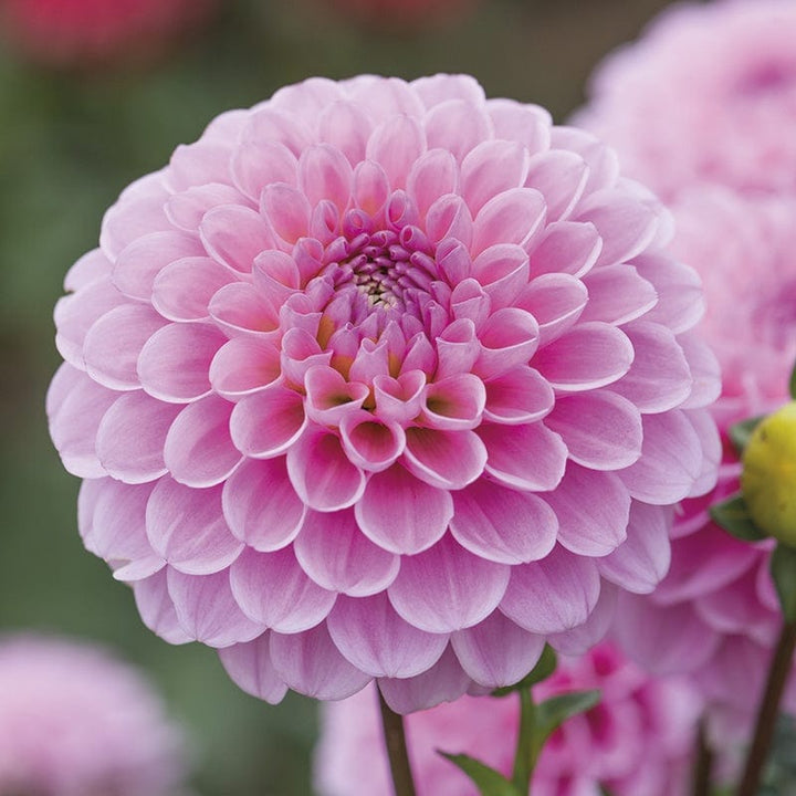 1 tuber Dahlia Wizard of Oz