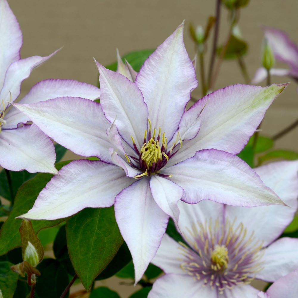 1 x 10cm Potted Plant Clematis Boulevard Samaritan Jo Plants