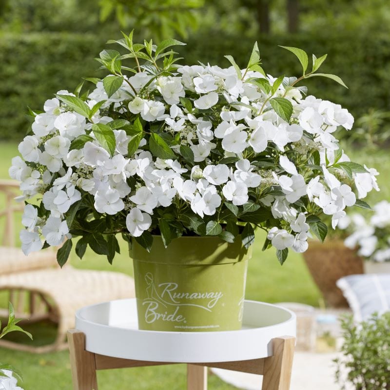 1 x 2 Litre Potted Plant Hydrangea macrophylla Runaway Bride Shrub Plants