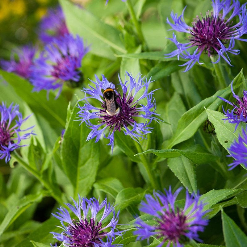 1 x 2L potted plant Centaurea montana