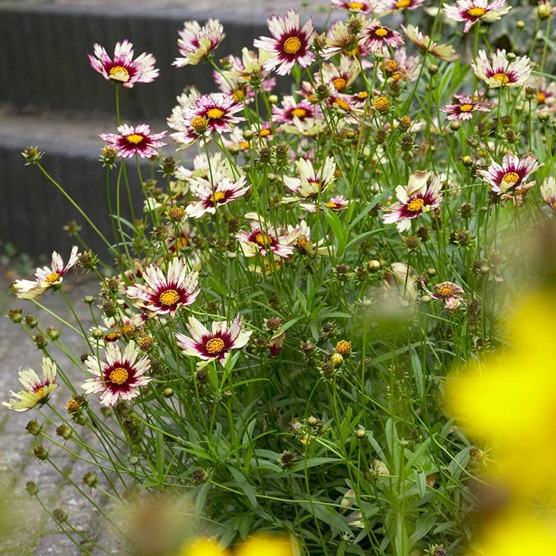 1 x 2L potted plant Coreopsis Red Shift