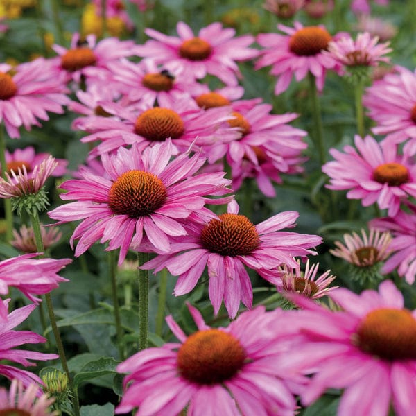 1 x 2L potted plant Echinacea purpurea Magnus