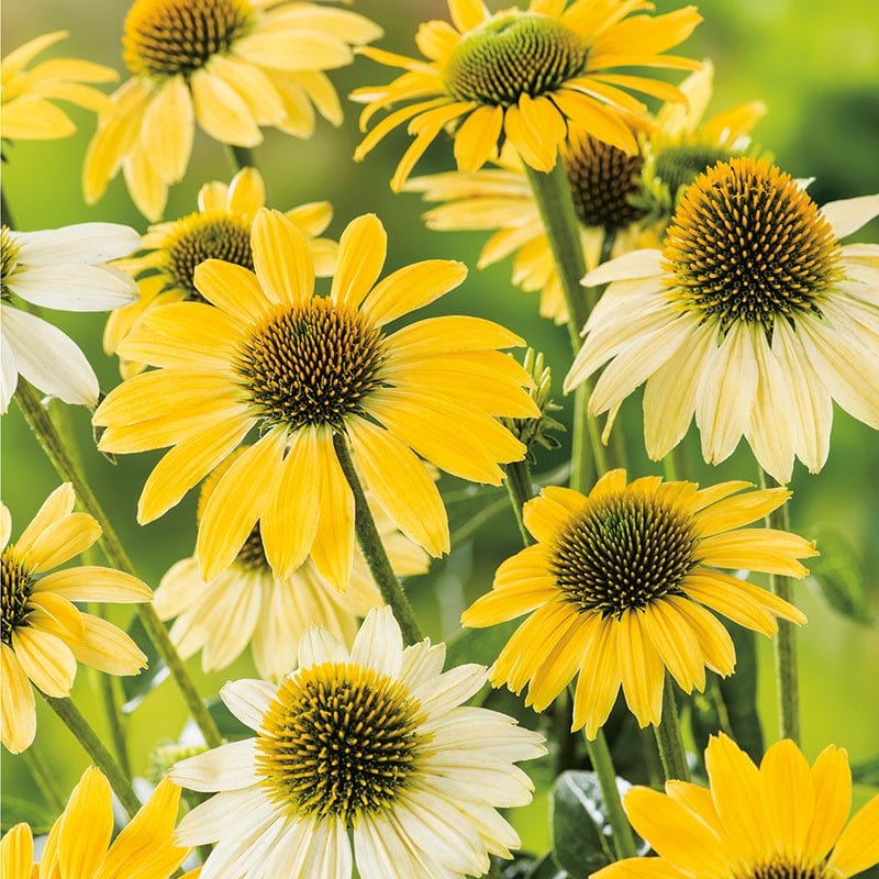 1 x 2L potted plant Echinacea purpurea Mellow Yellows