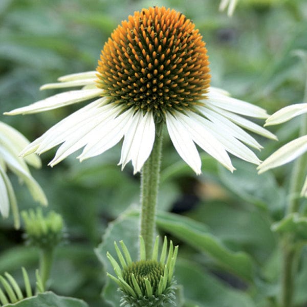 1 x 2L potted plant Echinacea White Swan