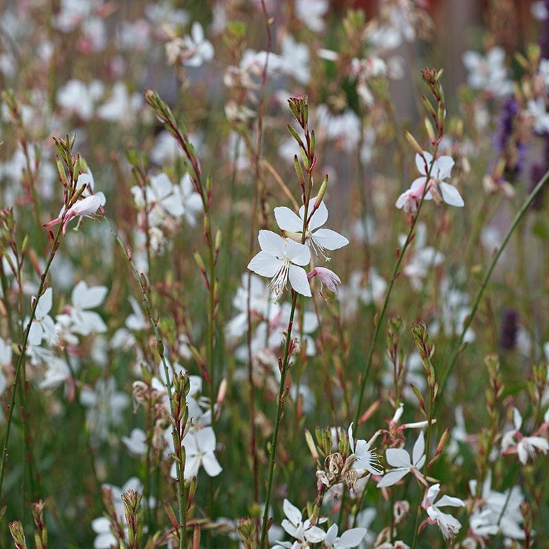 1 x 2L potted plant Gaura lindhermeri The Bride