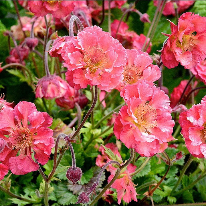 1 x 2L potted plant Geum Pink Petticoats