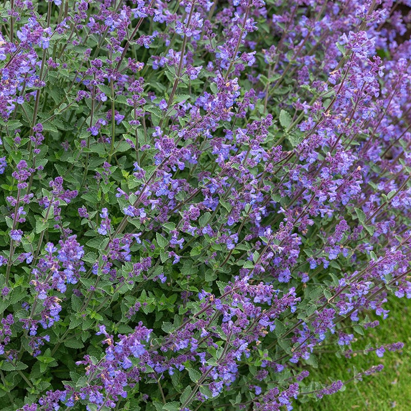 1 x 2L potted plant Nepeta x faassenii Kit Kat