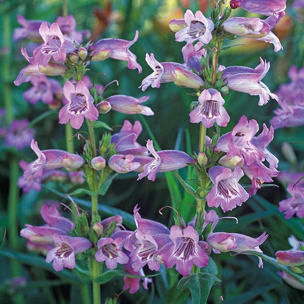 1 x 2L potted plant Penstemon Sour Grapes AGM