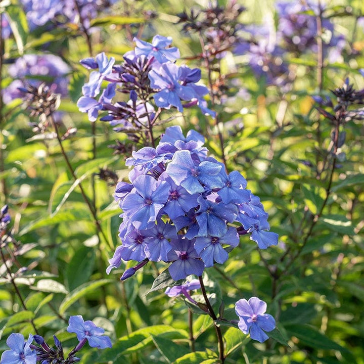 1 x 2L potted plant Phlox paniculata Blue Paradise