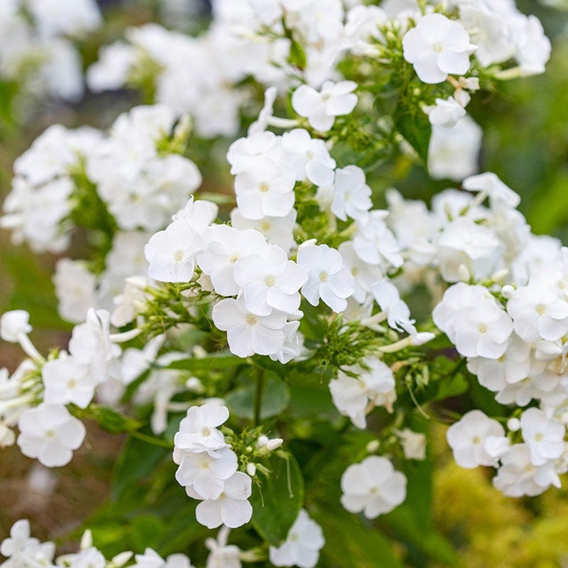 1 x 2L potted plant Phlox paniculata David