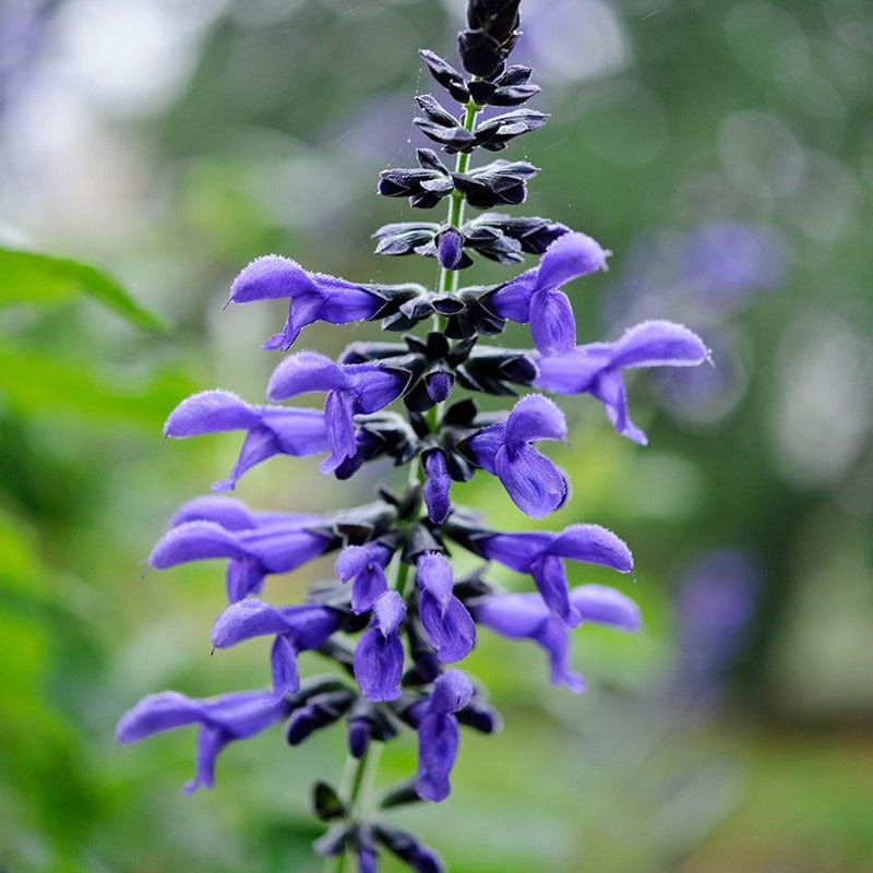 1 x 2L potted plant Salvia guaranitica Black and Blue