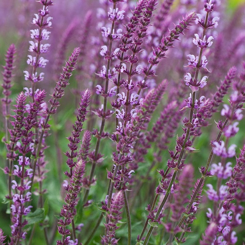 1 x 2L potted plant Salvia nemorosa Amethyst