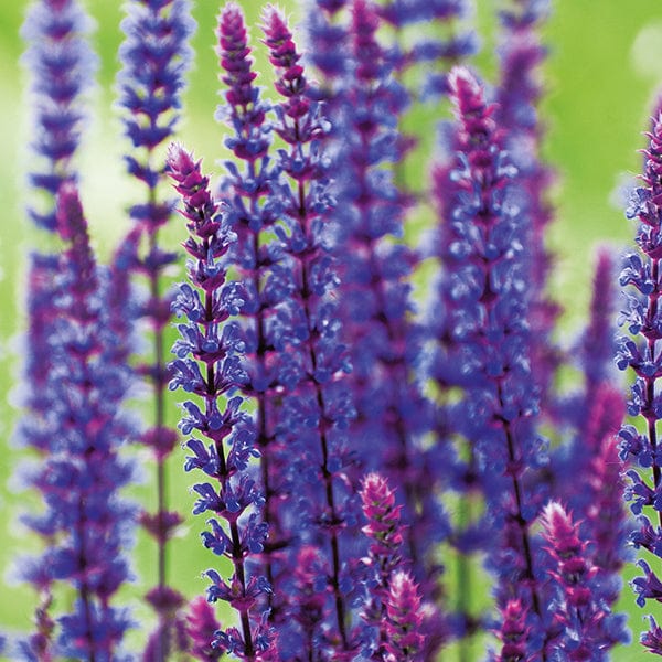 1 x 2L potted plant Salvia nemorosa Caradonna