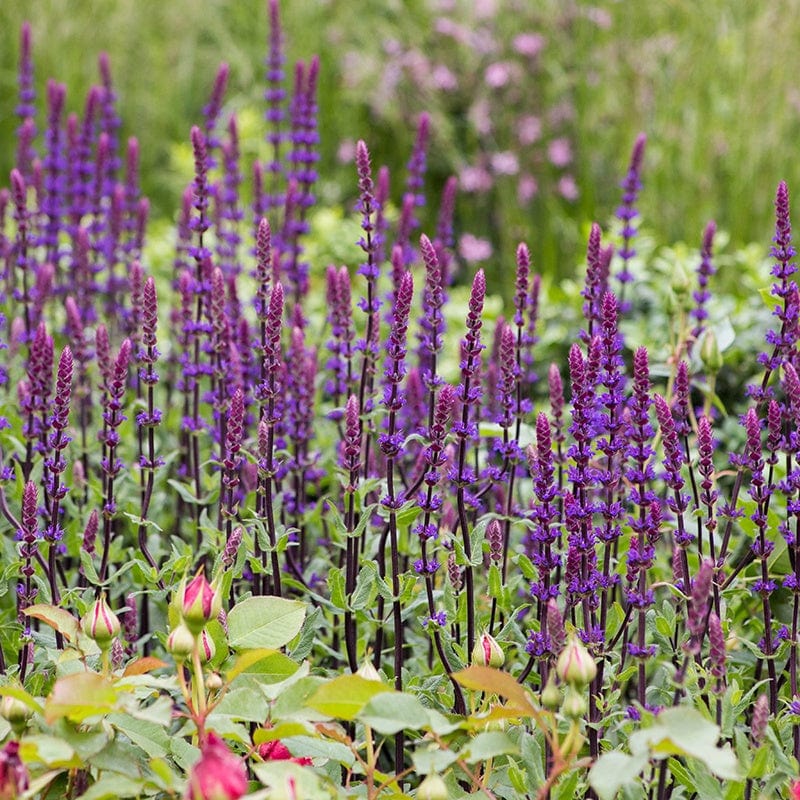 1 x 2L potted plant Salvia nemorosa Caradonna