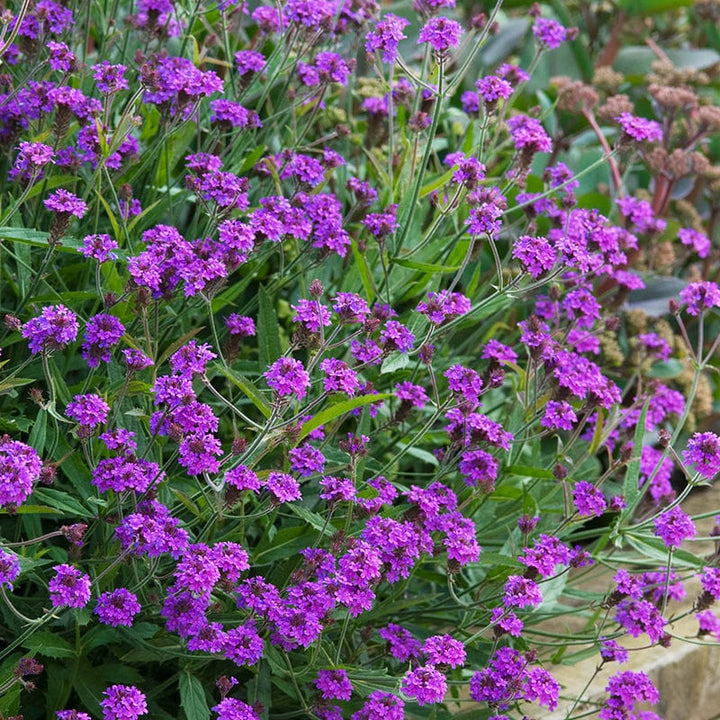 1 x 2L potted plant Verbena rigida