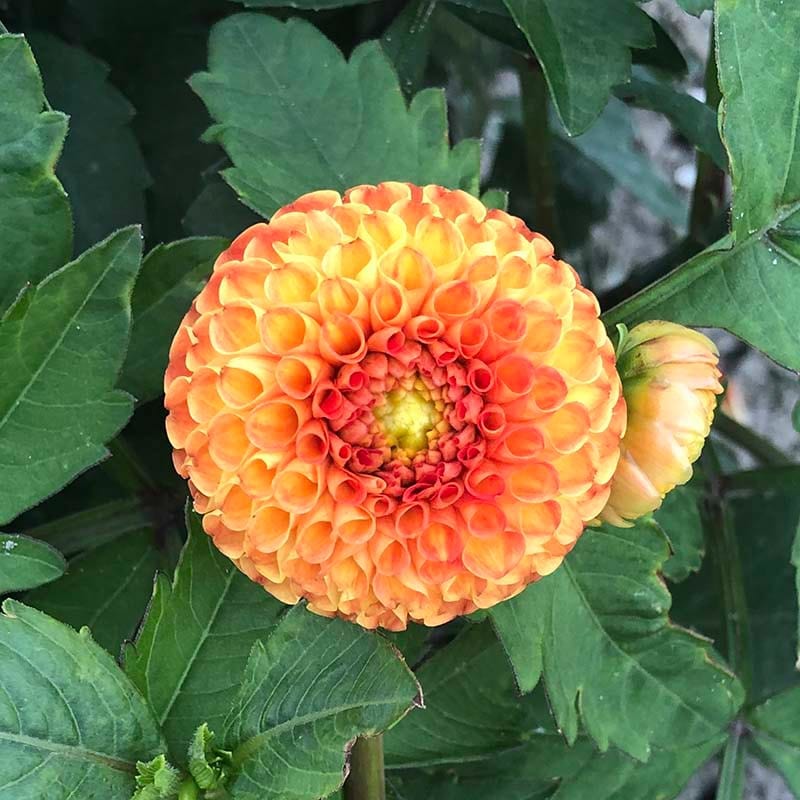 1 x 3L potted plant Dahlia Bantling