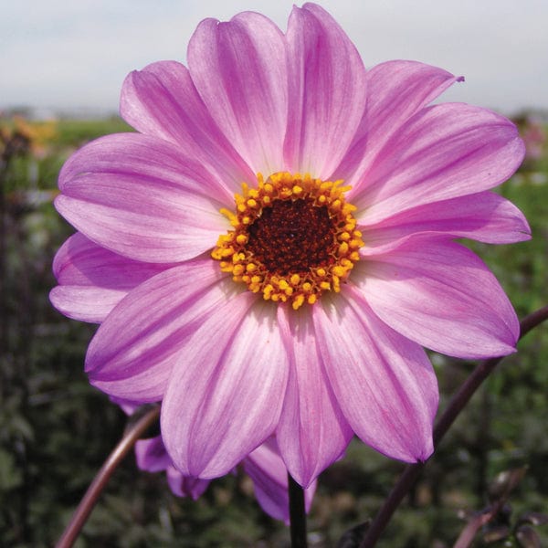 1 x 3L potted plant Dahlia Bishop Of Leicester