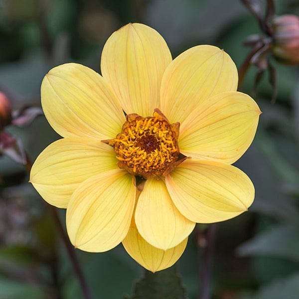 1 x 3L potted plant Dahlia Bishop Of York