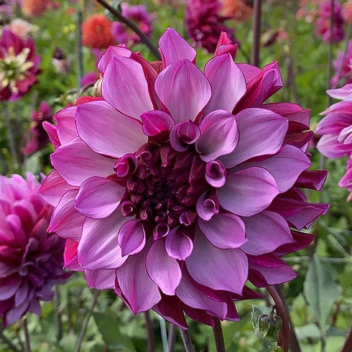 1 x 3L potted plant Dahlia Blueberry Classic