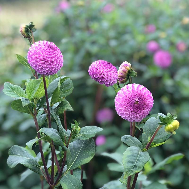 1 x 3L potted plant Dahlia Frank Holmes