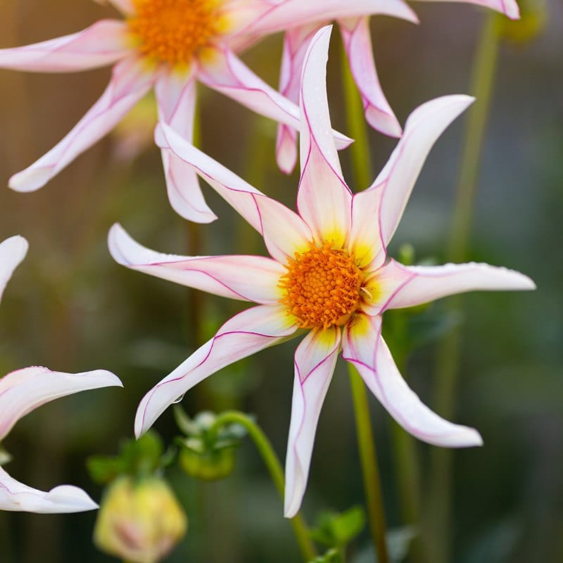 1 x 3L potted plant Dahlia Honka Fragile