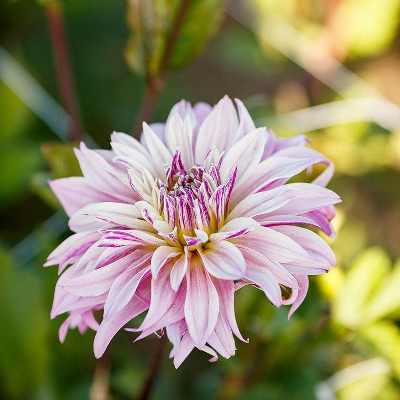 1 x 3L potted plant Dahlia Labyrinth Twotone