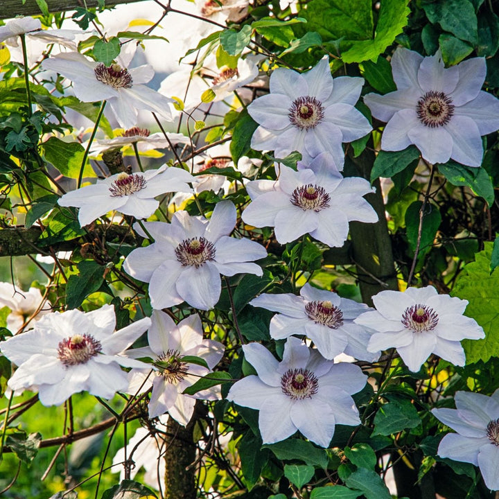 1 x 7cm Potted Plant Clematis Miss Bateman Plants