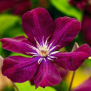 1 x 7cm potted plant Clematis Rouge Cardinal Plants