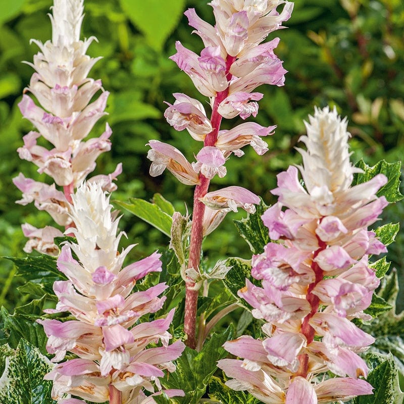 1 x 9cm potted plant Acanthus Whitewater