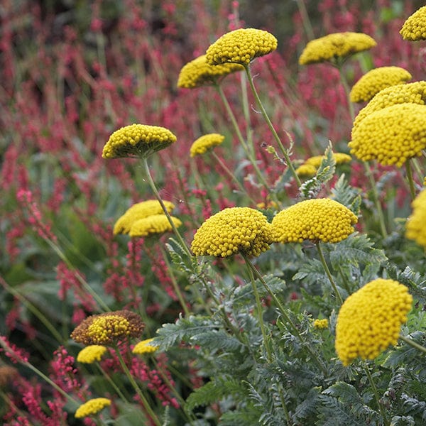 1 x 9cm potted plant Achillea filipendulina Cloth of Gold AGM