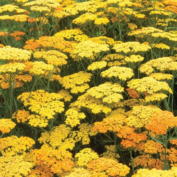 1 x 9cm potted plant Achillea Terracotta