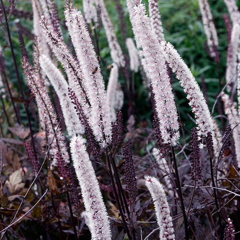 1 x 9cm potted plant Actaea simplex Black Beauty