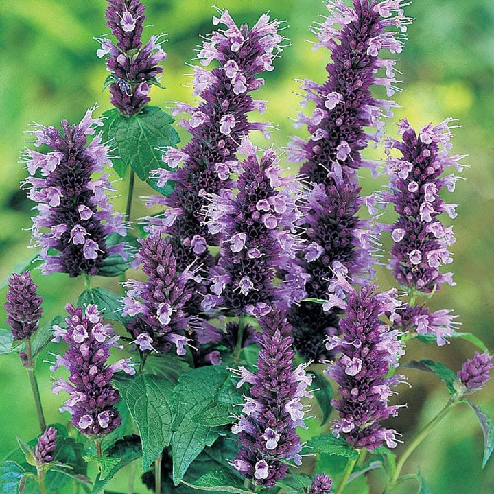 1 x 9cm potted plant Agastache Blackadder