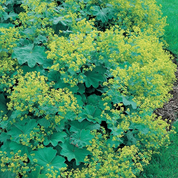 1 x 9cm potted plant Alchemilla mollis AGM