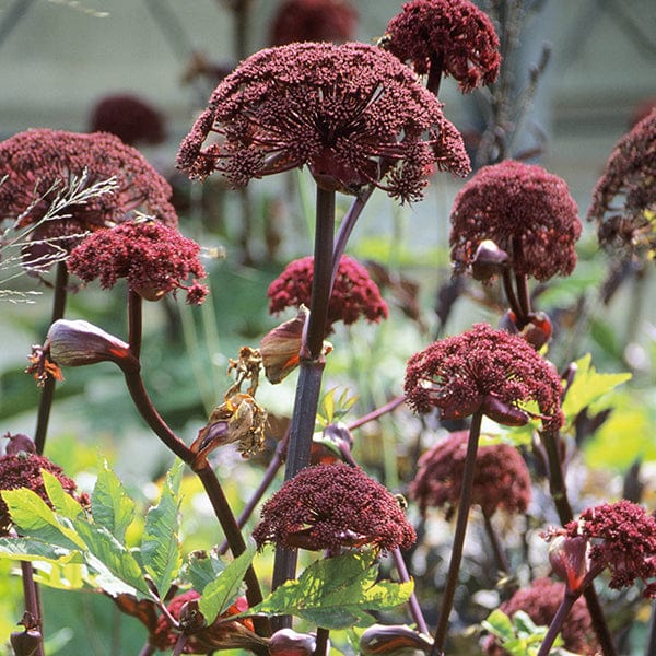 1 x 9cm potted plant Angelica gigas