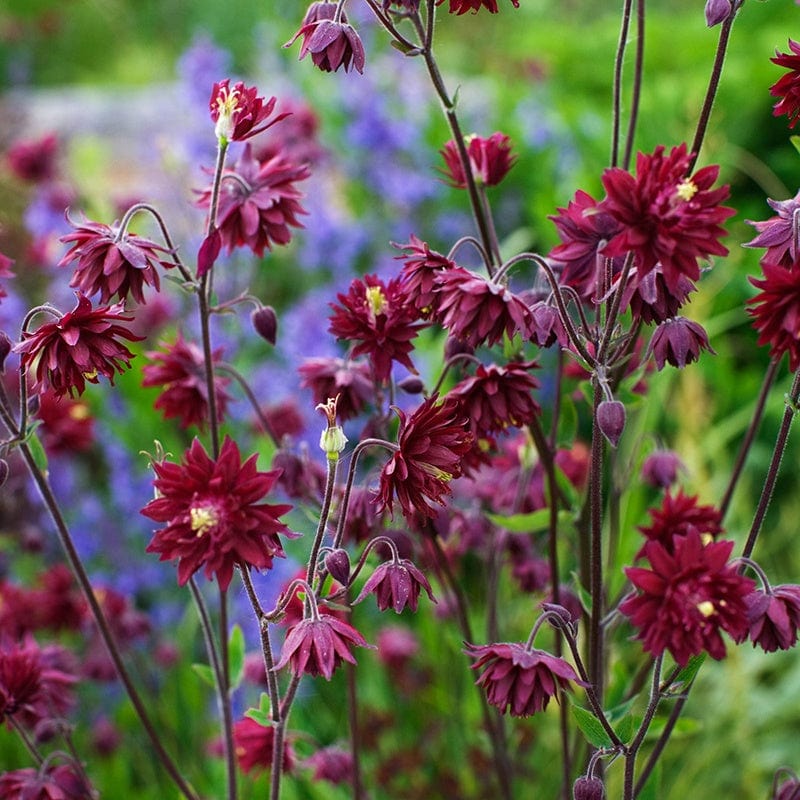 1 x 9cm potted plant Aquilegia vulgaris var. stellata Ruby Port