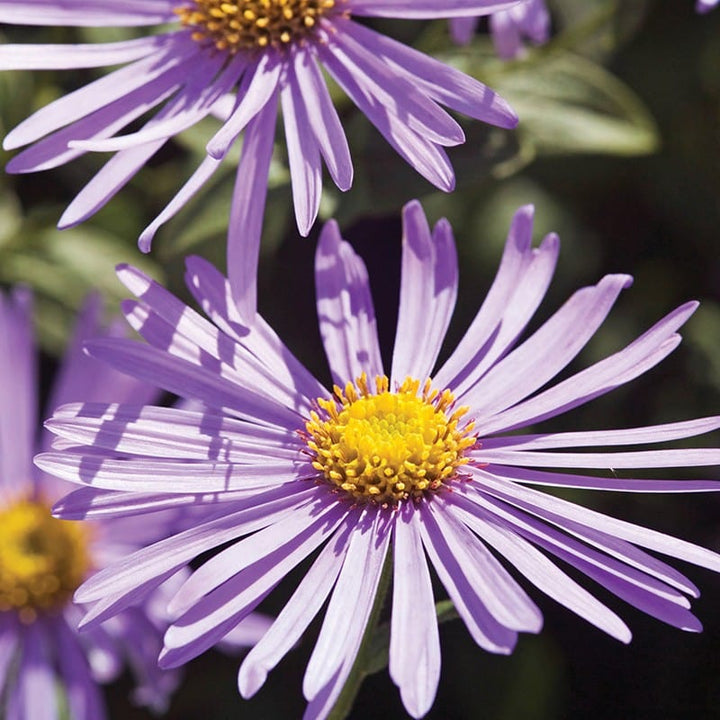 1 x 9cm potted plant Aster x frikartii Monch AGM