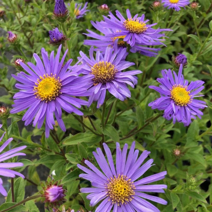 1 x 9cm potted plant Aster x frikartii Monch AGM