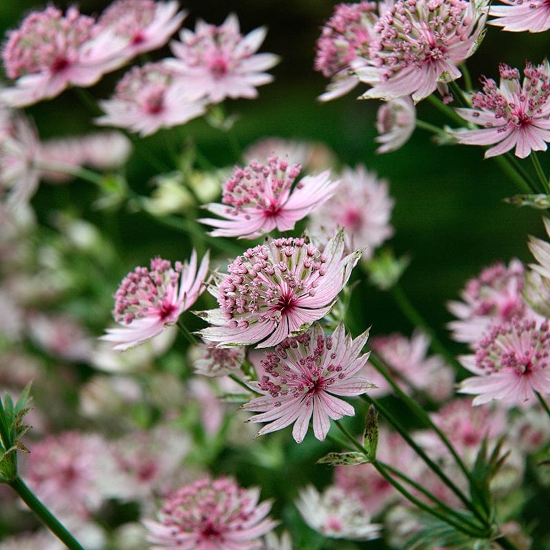 1 x 9cm potted plant Astrantia major Buckland