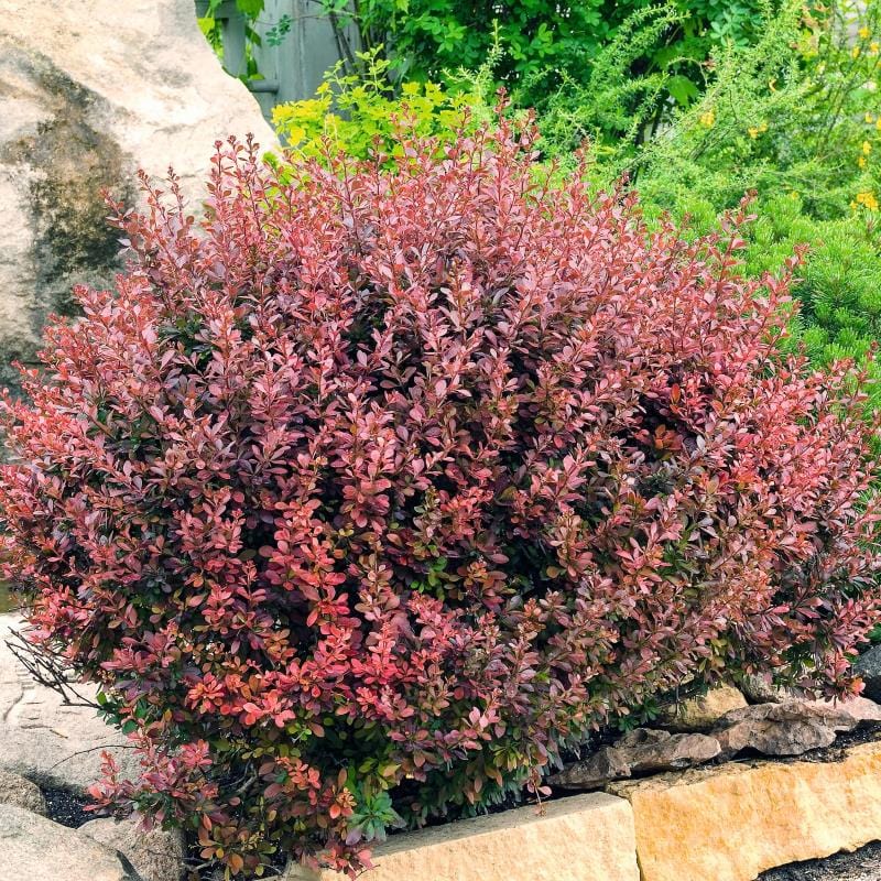 1 x 9cm Potted Plant Berberis thunbergii Atropurpurea Shrub Plants