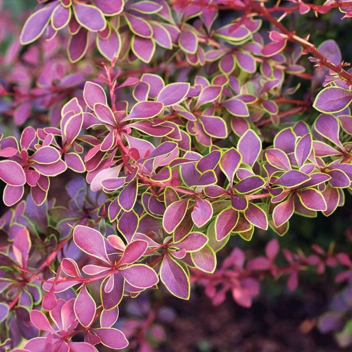 1 x 9cm Potted Plant Berberis thunbergii Golden Ring Shrub Plants