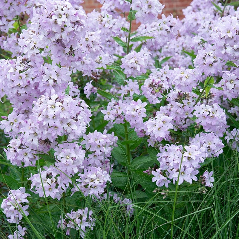 1 x 9cm potted plant Campanula lactiflora Loddon Anna