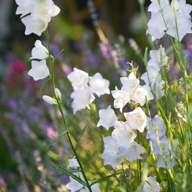 1 x 9cm potted plant Campanula persicifolia alba