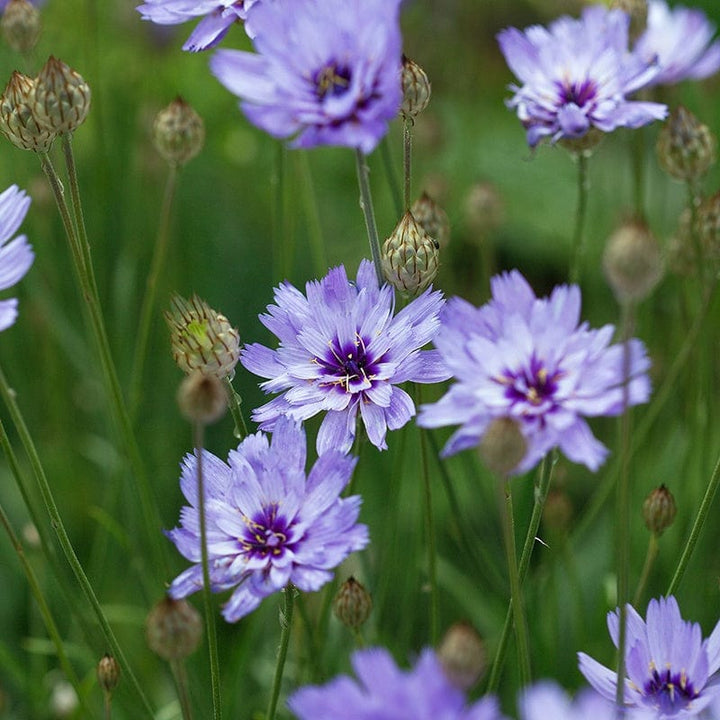 1 x 9cm potted plant Catananche caerulea