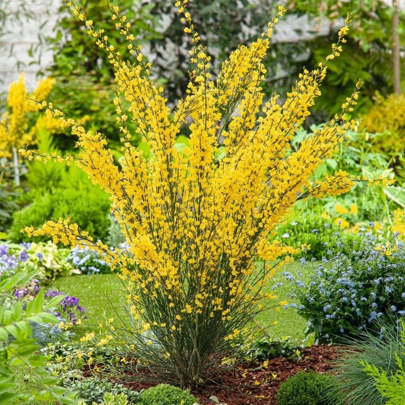 1 x 9cm Potted Plant Cytisus praecox Allgold Shrub Plants