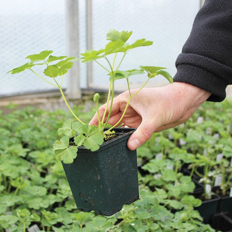 1 x 9cm potted plant Delphinium Astolat